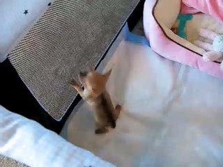 Tiny Chihuahua Puppy Howling