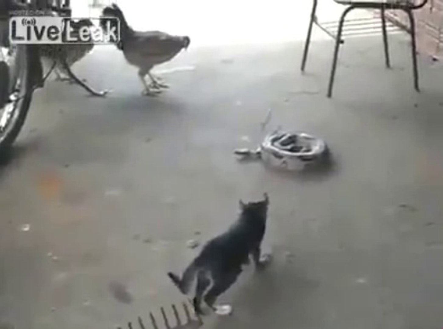 ⁣Cat & Snake
