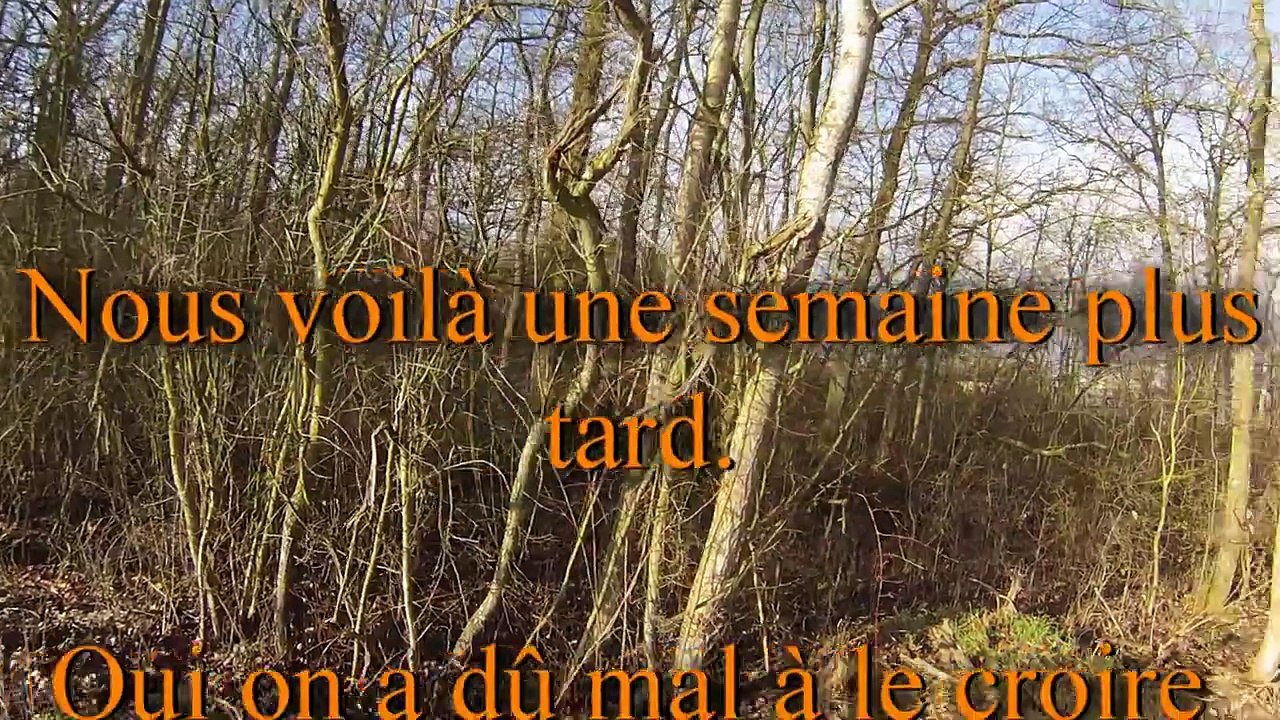 Chasse en battue - Tir sur Sangliers - Janvier 2016