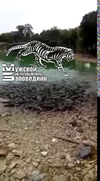Голодный карп ползет по берегу
