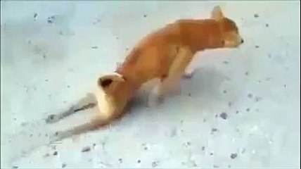 Funny Videos 2015 - Funny Video clips 03 Funny dog