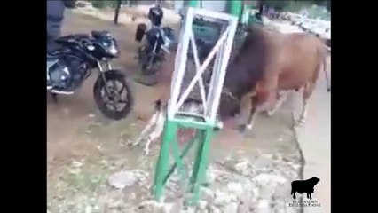 Goat vs Cow fight - Bravery of Goat