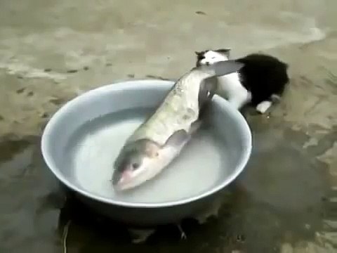 ЩАС Я ТЕБЯ СЪЕМ! ПРИКОЛ С КОТОМ!!! Котэ хочет рыбку! Улетное видео!