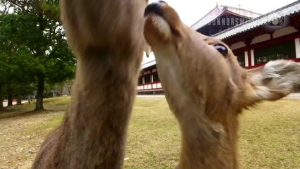 Apprendre à des biches à baisser la tête pour demander à manger