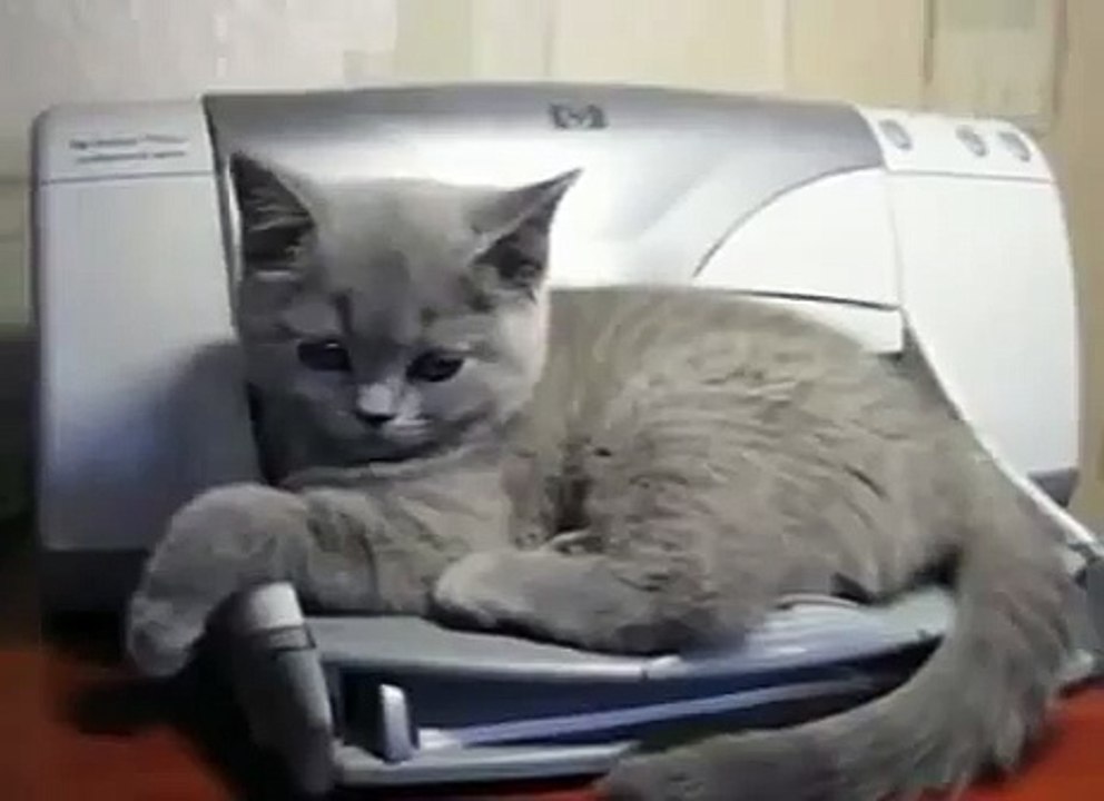 ▶ Cómo quitarse al gato de en medio...