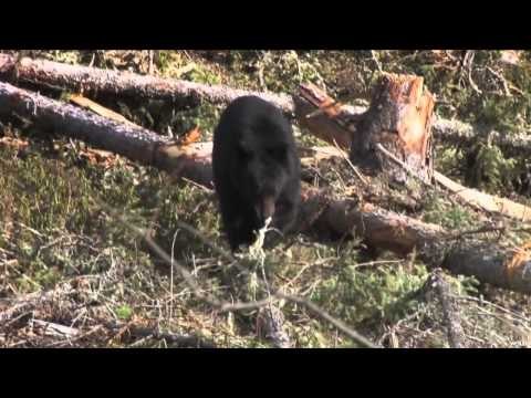 Predator Pursuit with Jeff Thomason - Alberta Part One