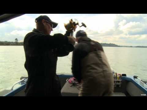 Fishful Thinking - Lucky Bug Salmon & Heavyweight Sturgeon