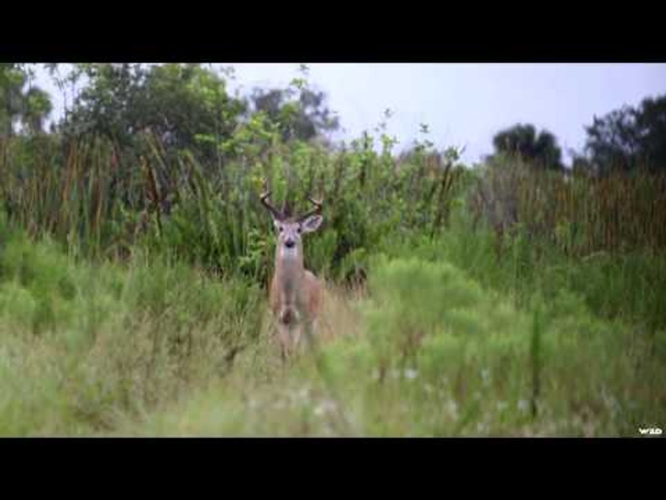 Primos - The Truth About Hunting - Team Primos Hunts Deer in South Dakota