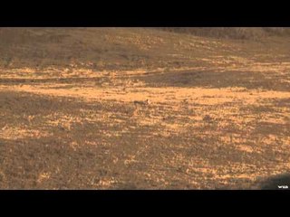 Mojo TV - Settling the Score with Canadian Coyotes Part 1