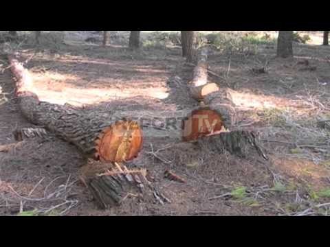 Report TV - Për 10 vjet ndalohet prerja e pyjeve hyn në fuqi Moratoriumi