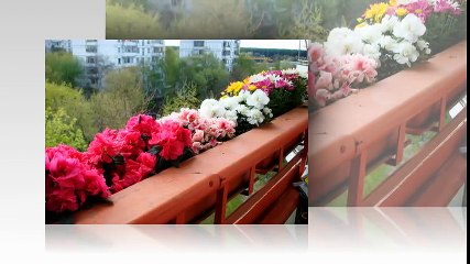 Какие растения подойдут для озеленения балкона