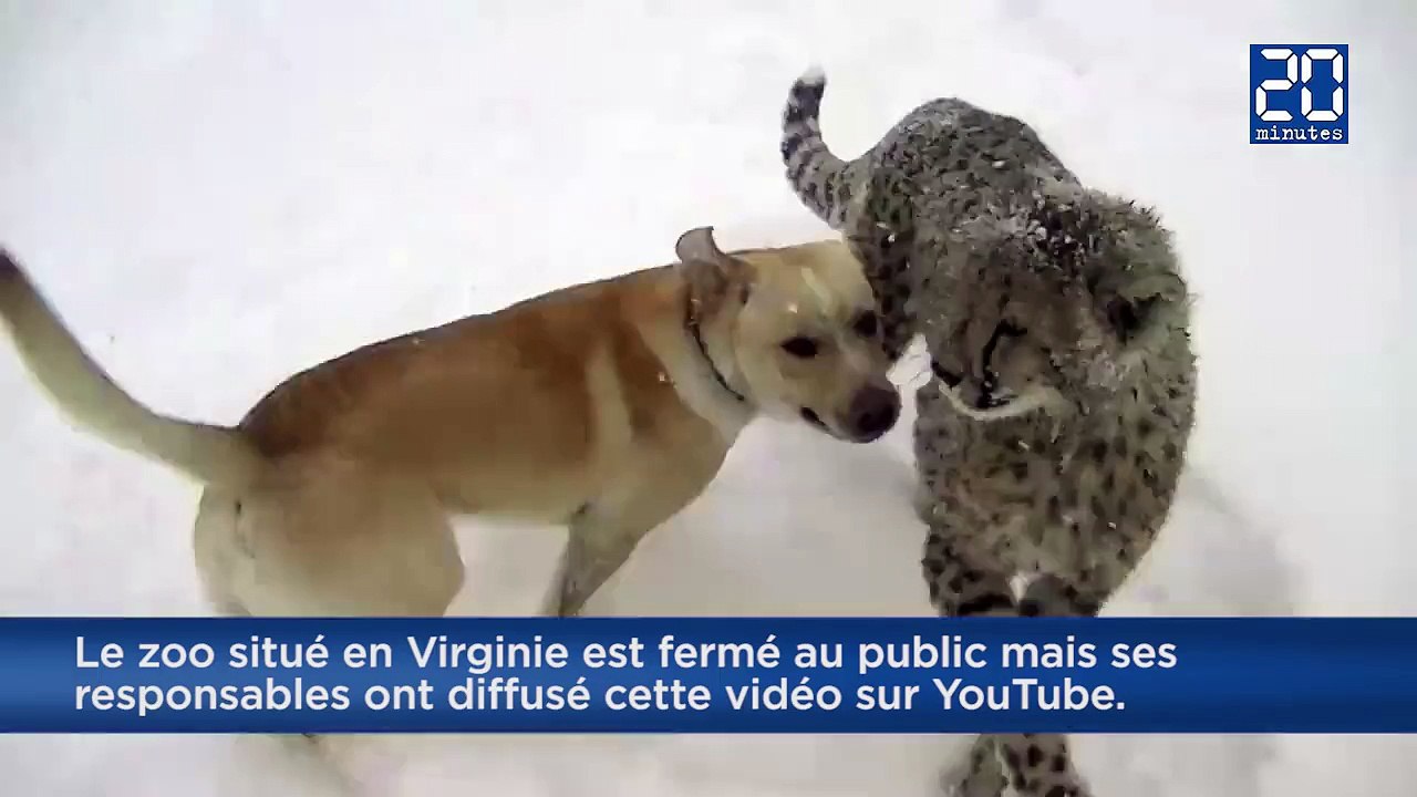 Un chien et un guépard découvrent ensemble les joies de la neige