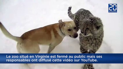Un chien et un guépard découvrent ensemble les joies de la neige