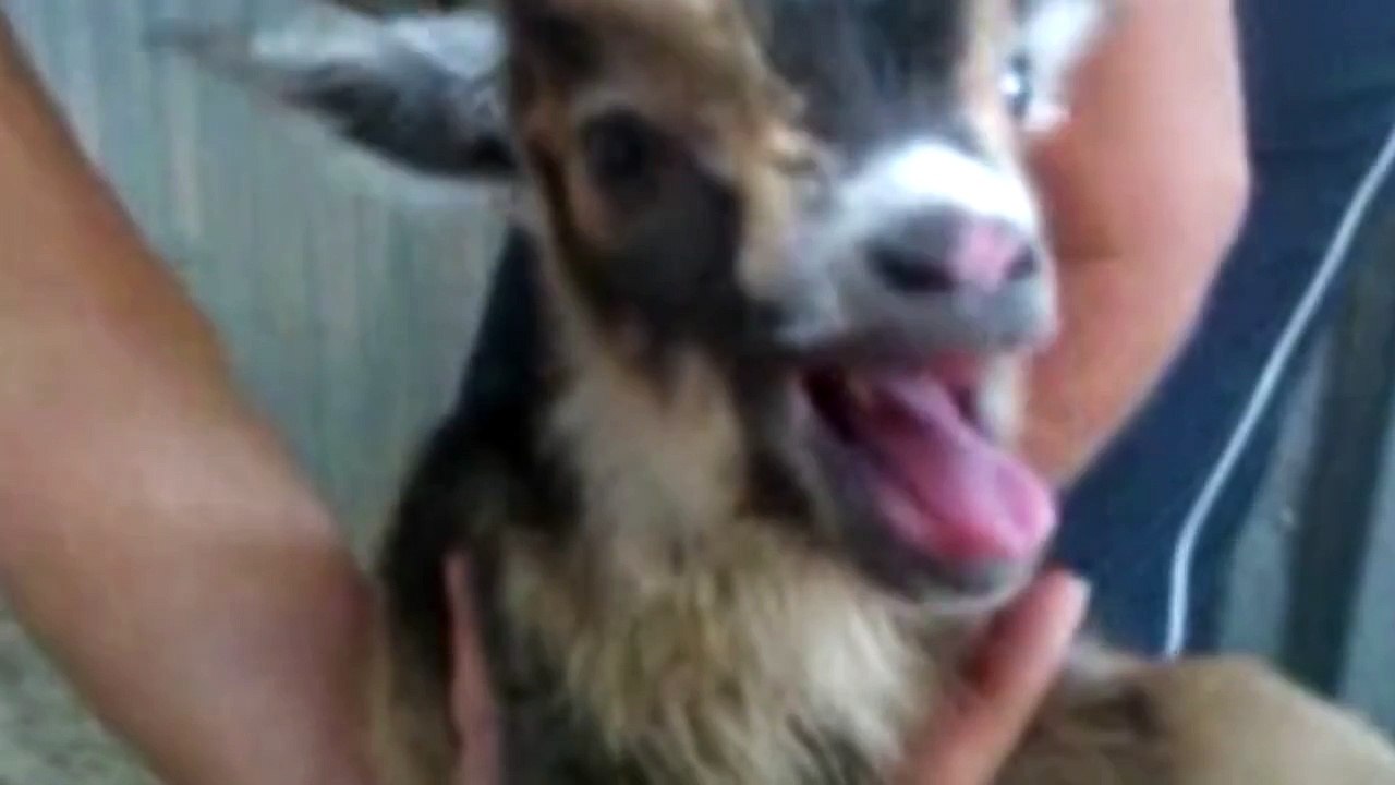 Funny Goats Screaming like Humans