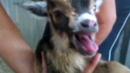 Funny Goats Screaming like Humans