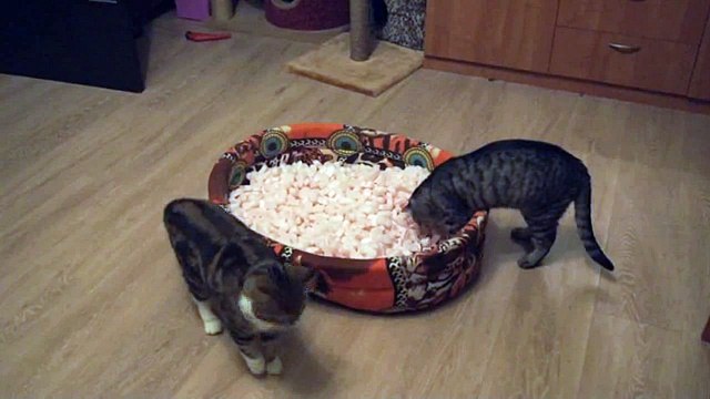 Два кота купаются в кукурузных палочках