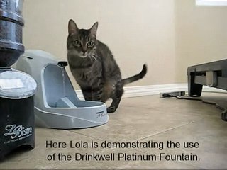 Классное приспособление для кота