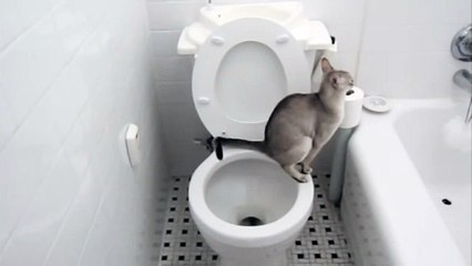 Кот большой молодец, ходит на унитаз