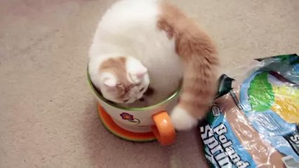 Кот любит спать в чашке ПРИКОЛ