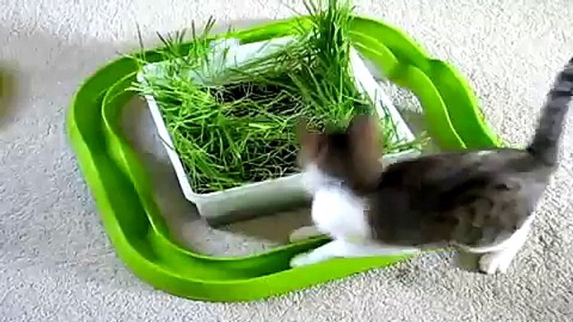 Кот прикольно катает шар