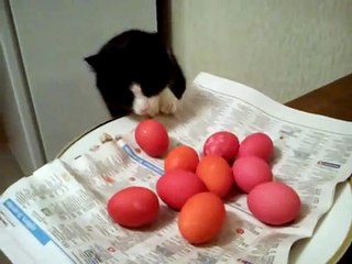 СМЕШНОЙ КОТ ВОРУЕТ ЯЙЦА