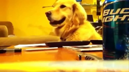 САМЫЕ СМЕШНЫЕ РОЛИКИ С ЖИВОТНЫМИ!!