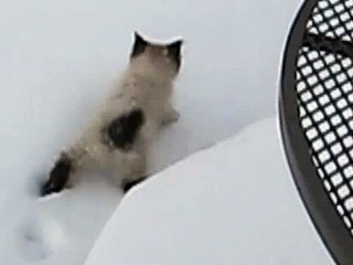 Котенок гуляет по снегу