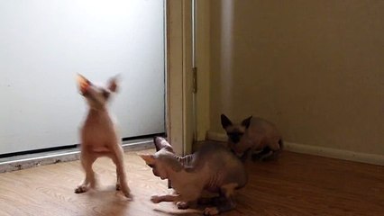 Котята сфинксы играют_sphynx kittens