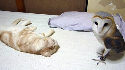 Кошка против совы