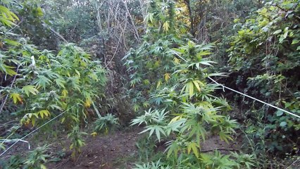 FOUND GUERRILLA WEED OUTDOOR CANNABIS