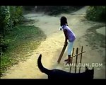 2016 best Dog playing cricket game
