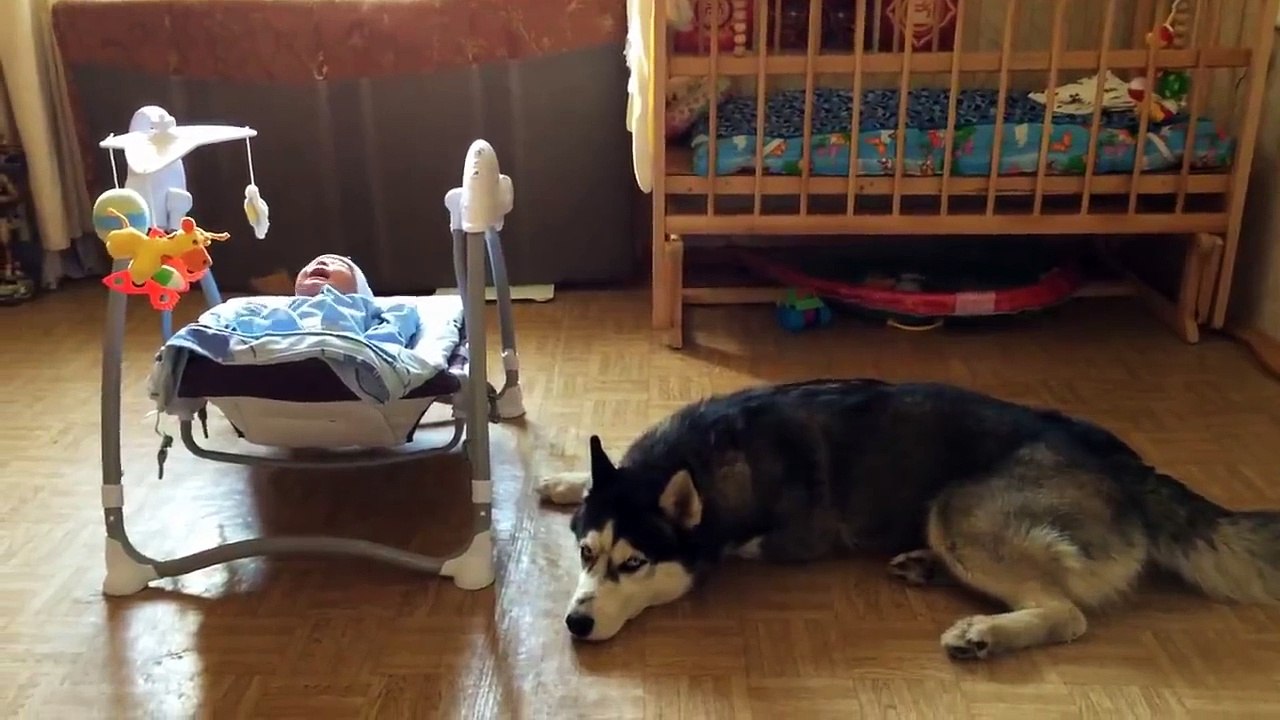 Ce husky sait comment consoler un bébé qui pleure