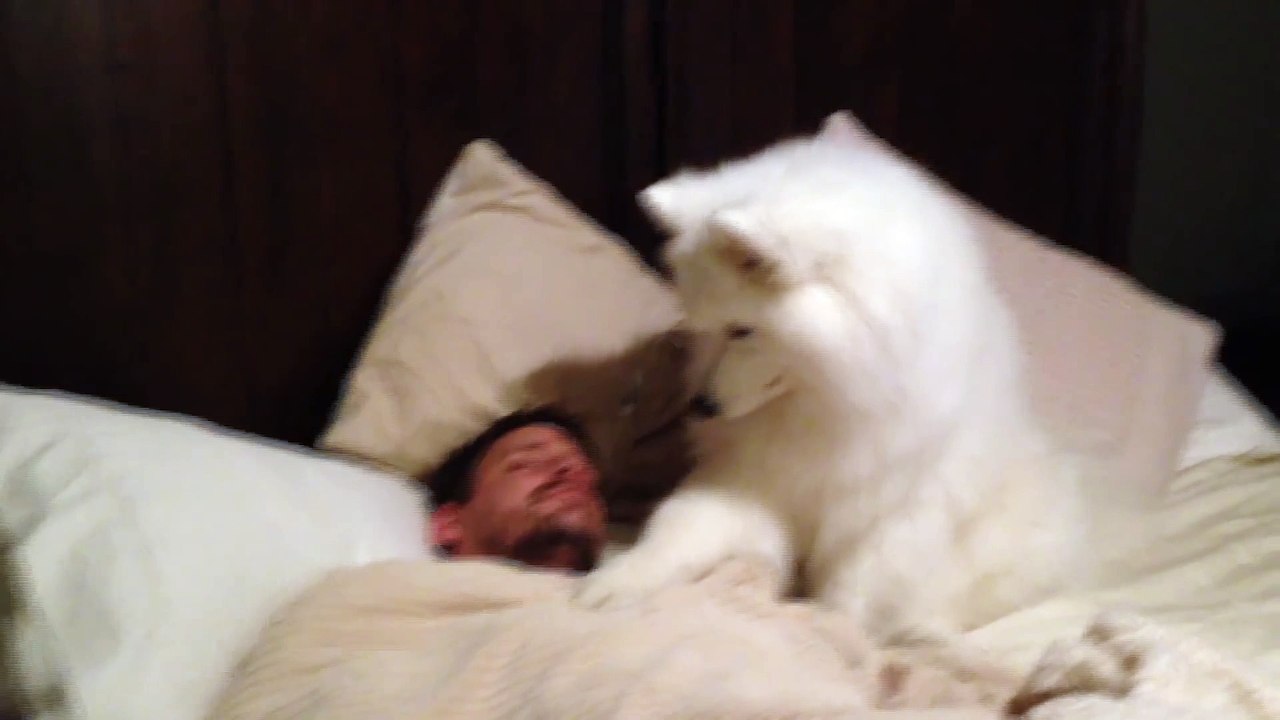 Le meilleur des réveils avec ton chien