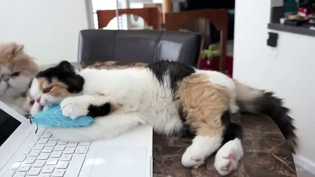 Пушистые котята прикольно играют