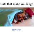 Funny Cats Compilation 2016, funny cats funniest act watch cats that make you laugh