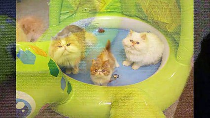 Пушистые кошаки играют в надувном бассейне