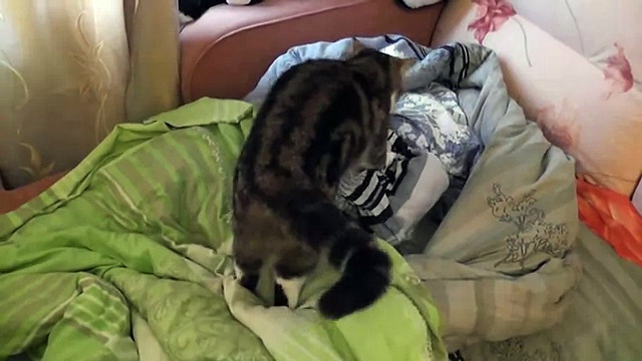 У кота прилив нежности