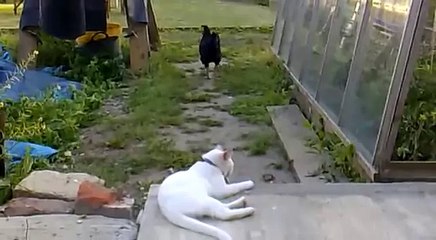 Черная курица забрала мышь у белой кошки