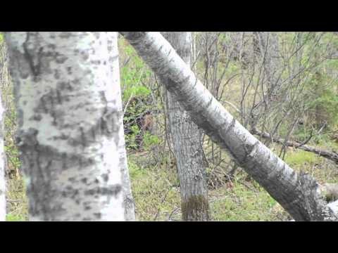 Fishful Thinking - Apex Salmon and Live Target Pike