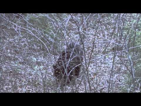 Into High Country - Bowhunting Bruins in Alberta