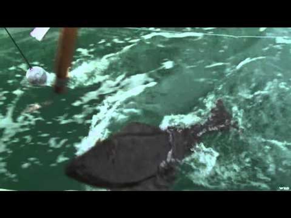 BC Outdoors Sport Fishing - Fast & Furious Fishing