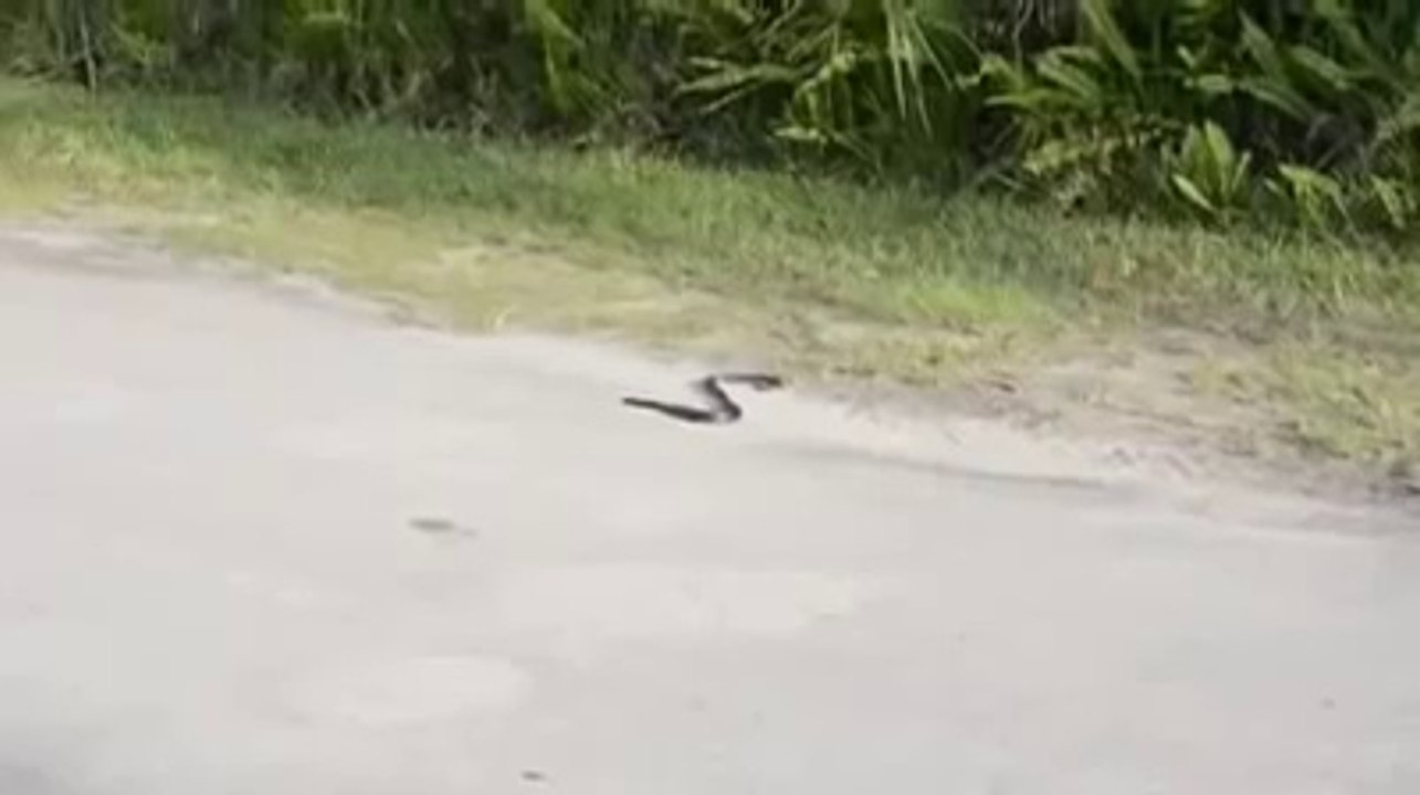 নিজের কামড়েই মৃত্যু ঘটল একটি সাপের