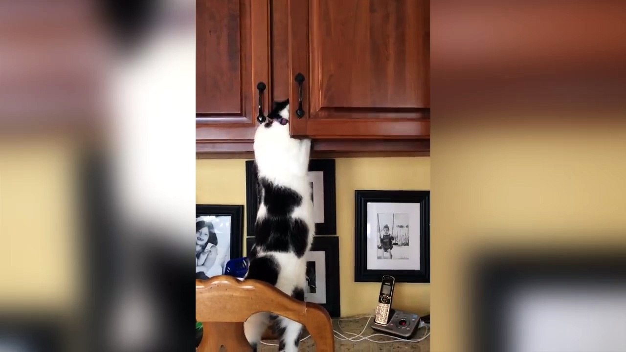 Un chat affamé va chercher les croquettes dans le placard!