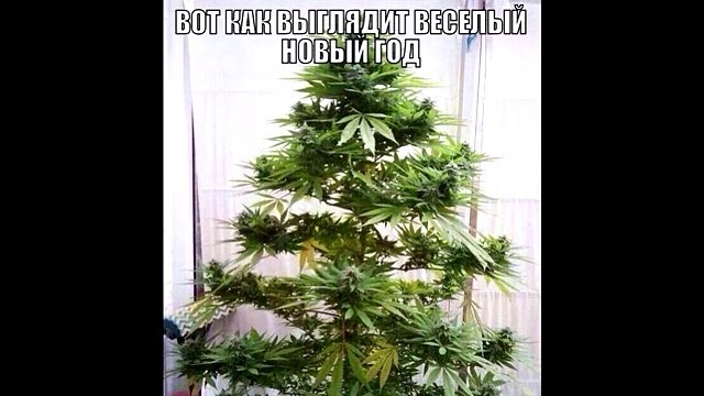 ЛCД вредно или нет-