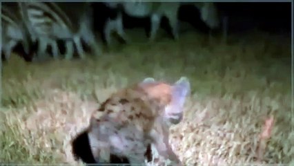 LION vs HYENA Video Lion eats Hyena and much more! COLLECTION OF BEST ATTACKS