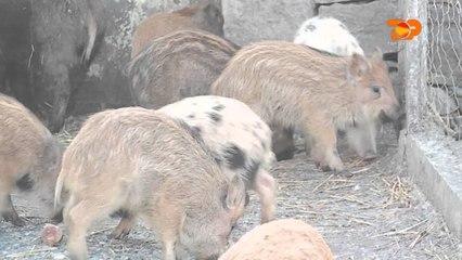 Ne Shtepine Tone, 12 Shkurt 2016, Pjesa 2 - Top Channel Albania - Entertainment Show