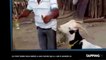 Au Venezuela, une chèvre engloutit deux bières en quelques secondes (vidéo)