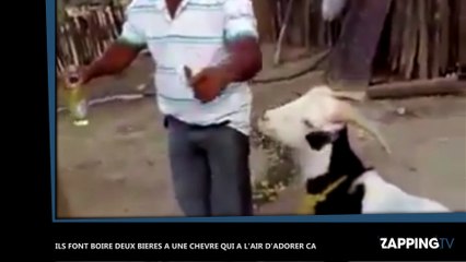 Au Venezuela, une chèvre engloutit deux bières en quelques secondes (vidéo)