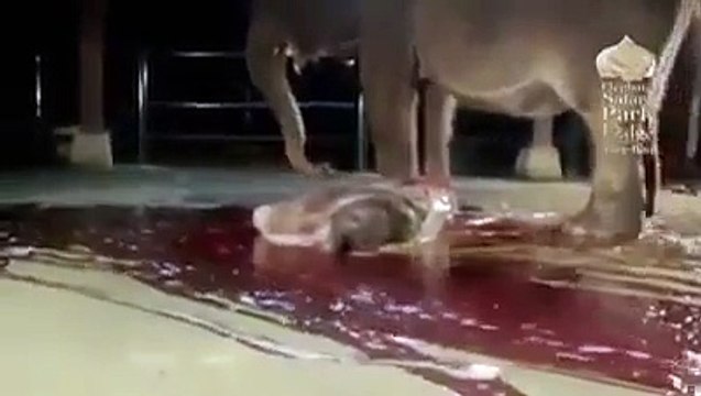 Une éléphante réanime son bébé. Impressionnant et beau à la fois