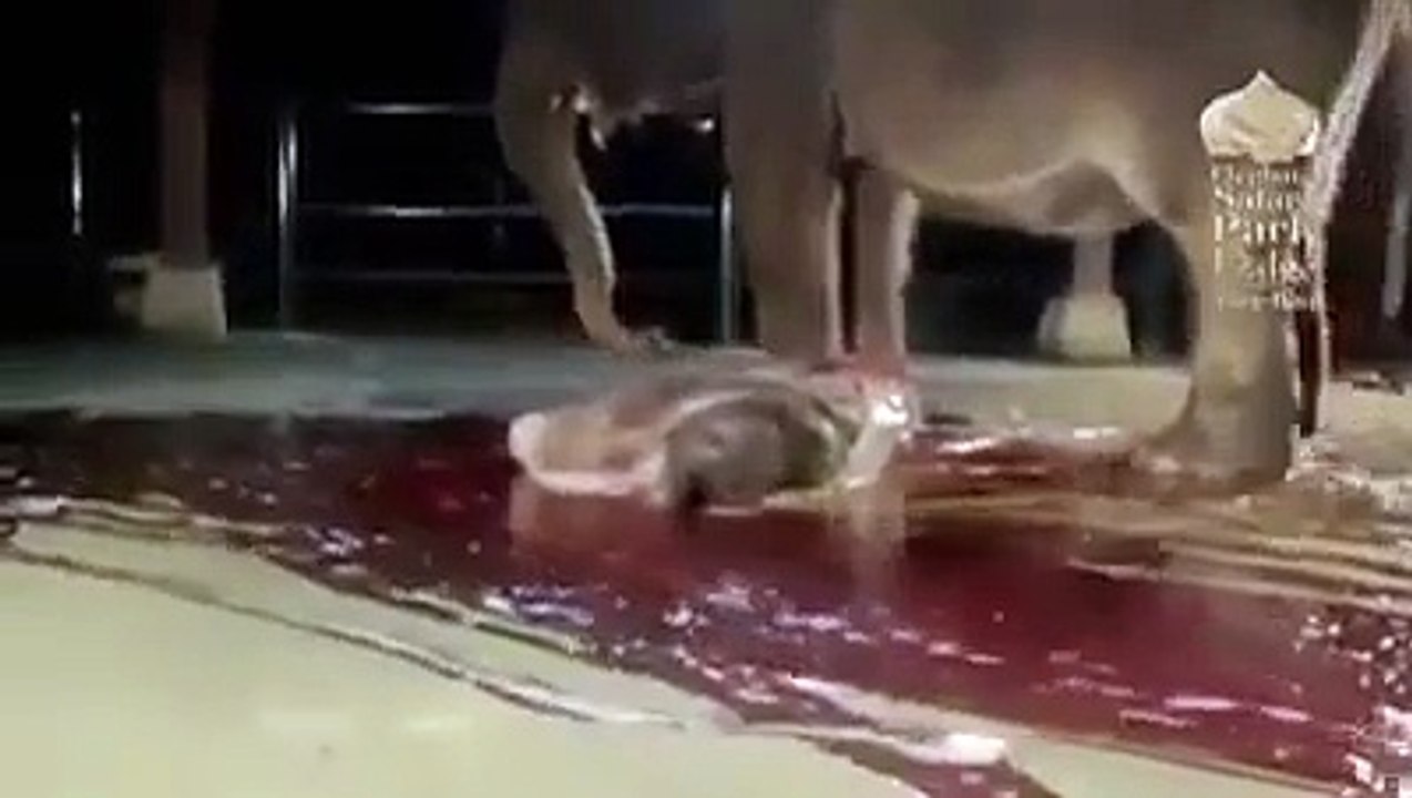 Une éléphante réanime son bébé. Impressionnant et beau à la fois